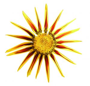 fleur